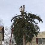 Why Tree Removal is Essential for Your Property