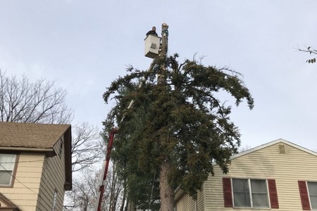 Why Tree Removal is Essential for Your Property